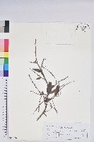 藏品(米飯花)的圖片