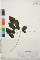 藏品(華東唐松草)的圖片