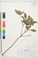 藏品(印度石斑木)的圖片