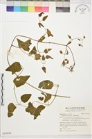 藏品(圓錐鐵線蓮)的圖片