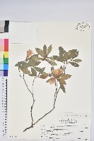 藏品(大武杜鵑)的圖片