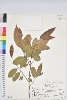 藏品(刺杜密)的圖片