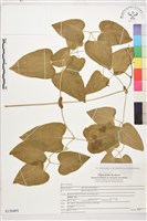 藏品(田代氏鐵線蓮)的圖片