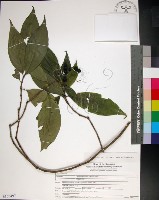 藏品(薄葉玉心花)的圖片
