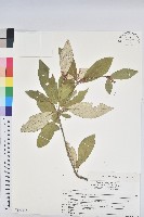 藏品(裡白巴豆)的圖片