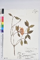 藏品(大武杜鵑)的圖片