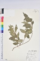 藏品(巒大越橘)的圖片