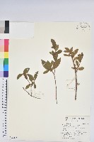 藏品(金毛杜鵑)的圖片