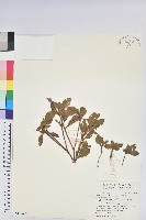 藏品(金毛杜鵑)的圖片