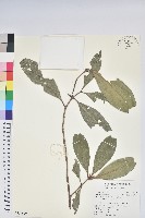 藏品(鹿角杜鵑、西施花、青紫木)的圖片