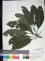 藏品(山枇杷、臺灣枇杷)的圖片