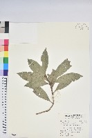 藏品(鹿角杜鵑、西施花、青紫木)的圖片