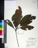 藏品(山枇杷、臺灣枇杷)的圖片