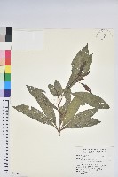 藏品(鹿角杜鵑、西施花、青紫木)的圖片