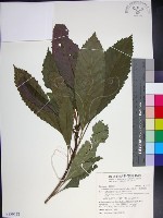 藏品(山枇杷、臺灣枇杷)的圖片