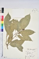 藏品(大葉石櫟、大葉校栗)的圖片