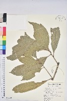 藏品(大葉石櫟、大葉校栗)的圖片