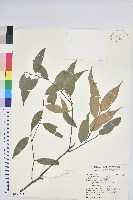 藏品(長尾栲、長尾柯、長尾尖葉櫧)的圖片