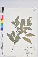 藏品(長尾栲、長尾柯、長尾尖葉櫧)的圖片