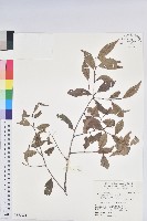 藏品(巒大越橘)的圖片