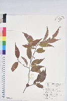 藏品(巒大越橘)的圖片