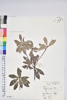 藏品(臺灣馬醉木)的圖片