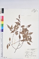 藏品(巒大越橘)的圖片