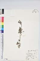 藏品(紅毛杜鵑)的圖片