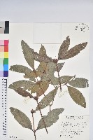 藏品(鹿角杜鵑、西施花、青紫木)的圖片