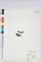 藏品(金毛杜鵑)的圖片