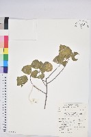 藏品(扛香藤)的圖片