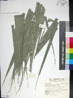 藏品(台灣海棗)的圖片