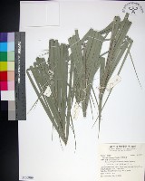 藏品(台灣海棗)的圖片