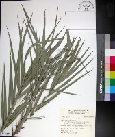 藏品(台灣海棗)的圖片