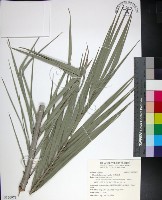 藏品(台灣海棗)的圖片