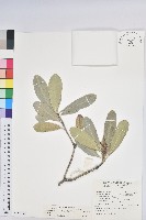 藏品(蘭嶼土沉香)的圖片