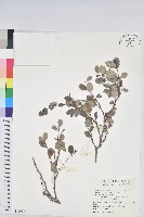 藏品(紅仔珠)的圖片