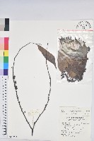 藏品(披針葉饅頭果)的圖片