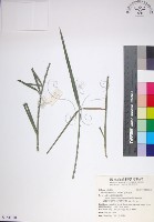 藏品(台灣海棗)的圖片