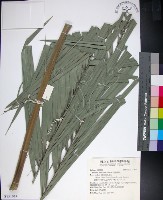 藏品(台灣海棗)的圖片