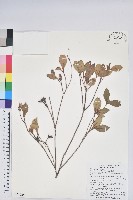 藏品(大武杜鵑)的圖片