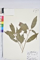 藏品(狹葉櫟)的圖片