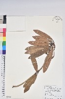 藏品(臺灣杜鵑)的圖片