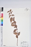 藏品(白珠樹)的圖片