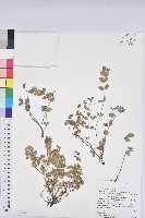 藏品(心葉大戟)的圖片