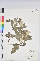 藏品(裡白巴豆)的圖片