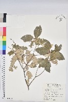 藏品(裡白巴豆)的圖片