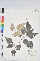 藏品(白匏子)的圖片