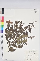 藏品(土密樹)的圖片