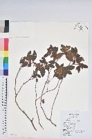 藏品(金毛杜鵑)的圖片